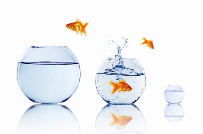 goldfish aquarium