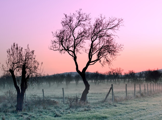 drought trees