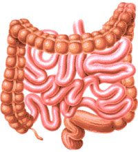 intestines