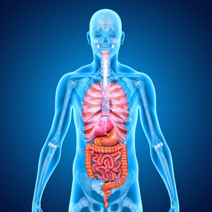 digestive system