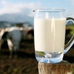 Cow Milk Glass