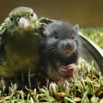 birdmouse