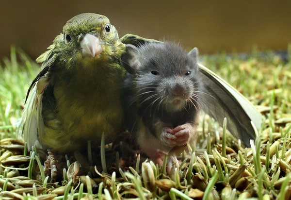 birdmouse