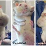 rats-gmo-tumors