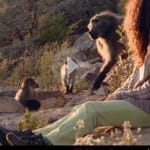 animal communicator