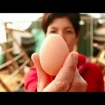 egg