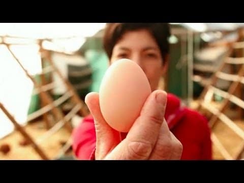egg