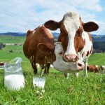 cows-milk
