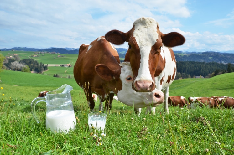 cows-milk