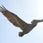 Pelican