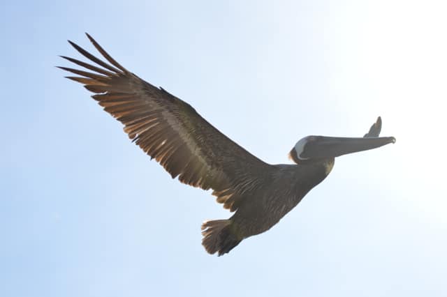 Pelican