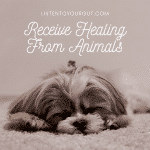 Receive Healing From Animals