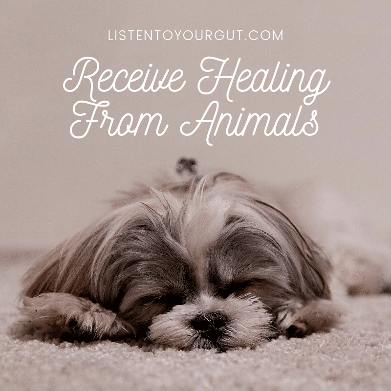 Receive Healing From Animals