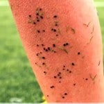 Turf crumbs