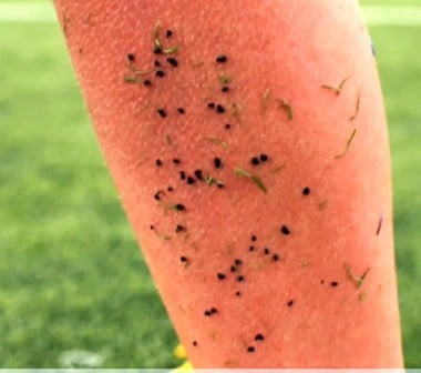 Turf crumbs