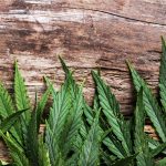 Cannabis Suppositories