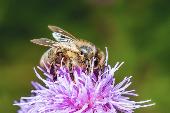 Bee in wild flower