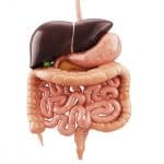 colon
