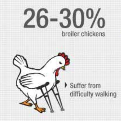 chickens