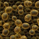 Bakers yeast