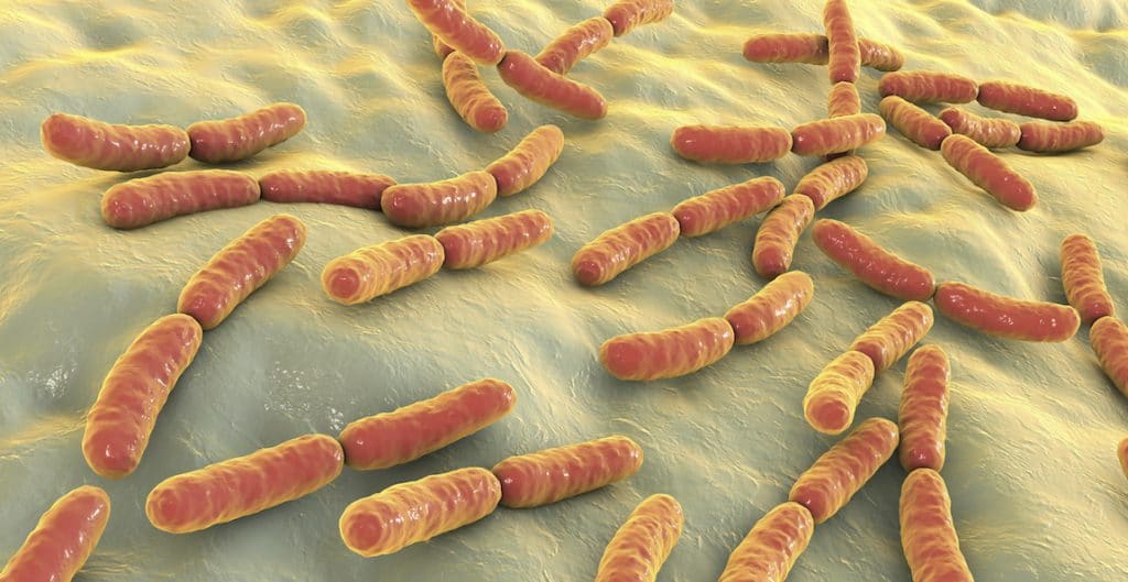 bacteria