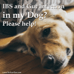IBS and Gut Infection in my Dog? Please help!