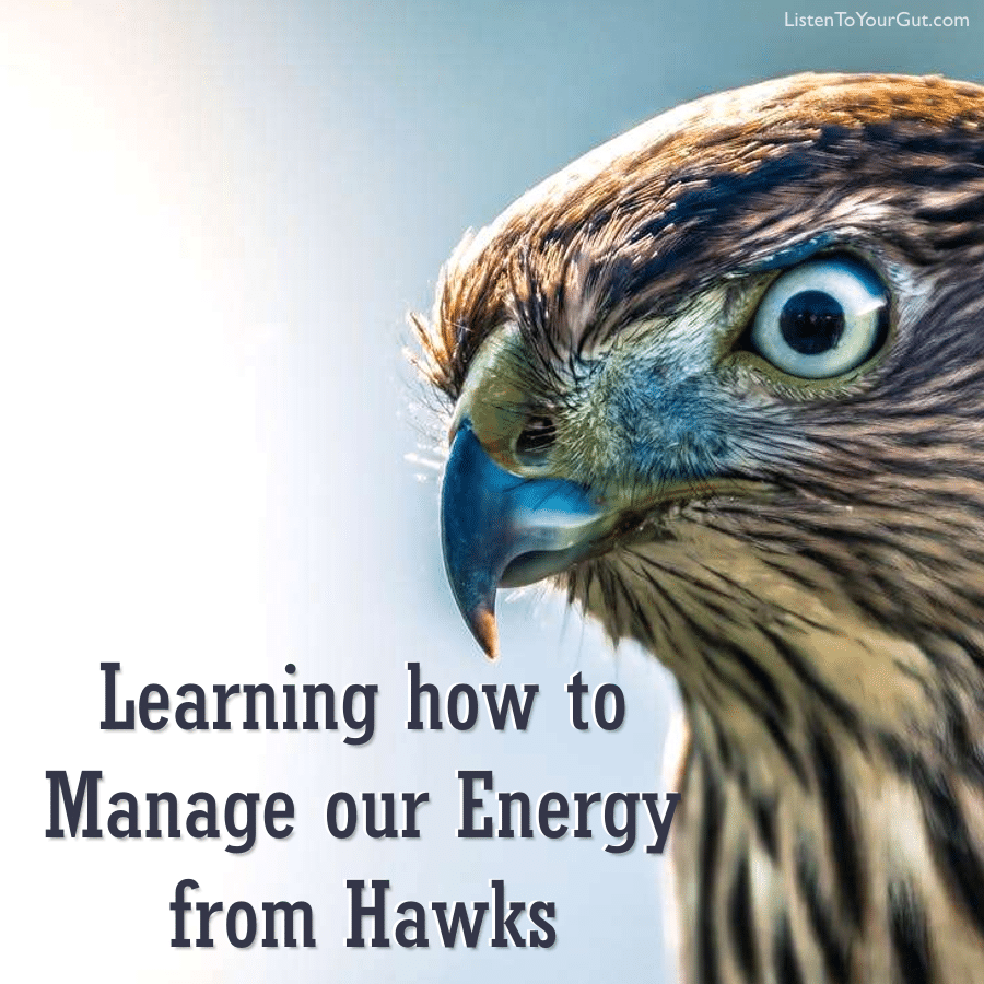 Learning how to Manage our Energy from Hawks!