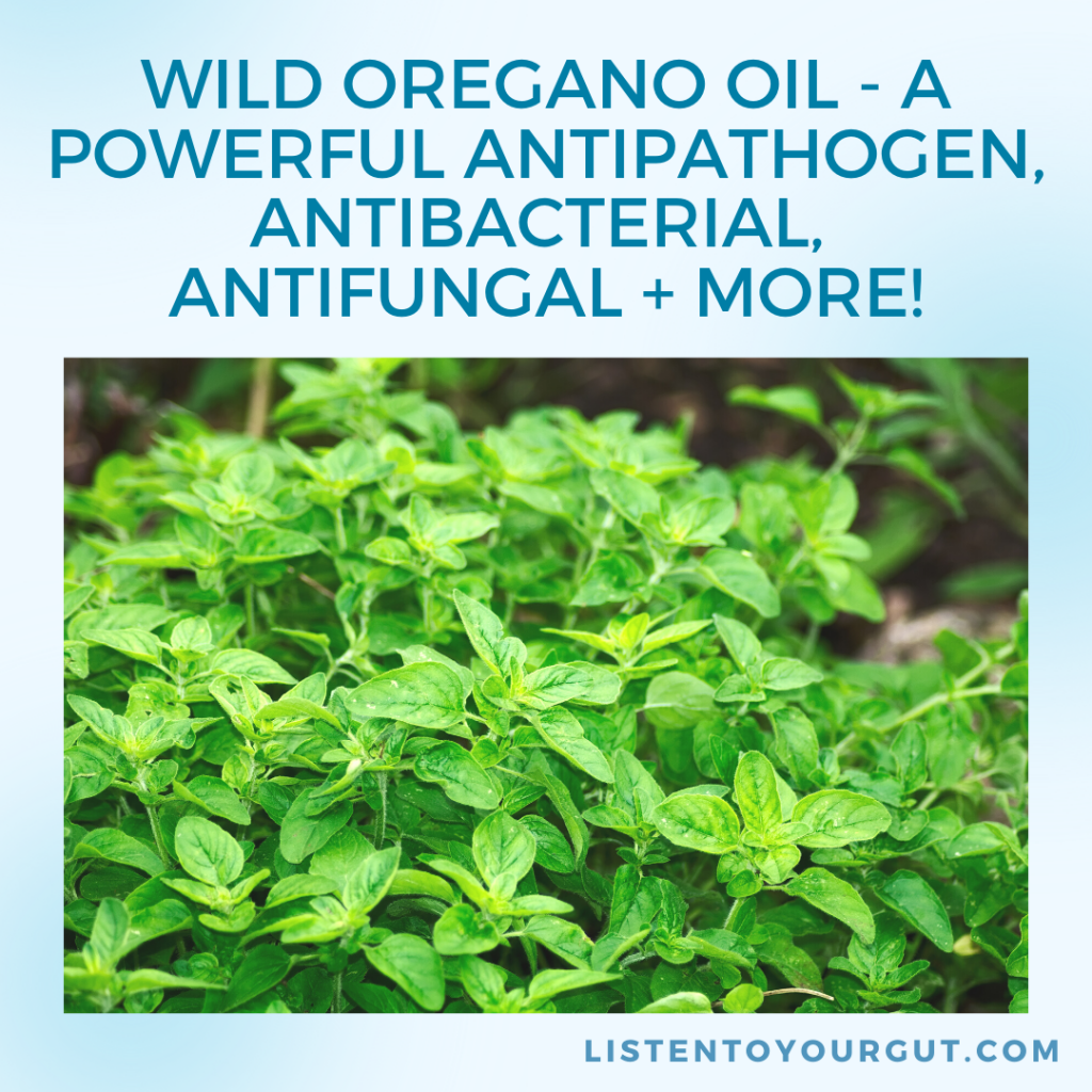 Wild Oregano Oil - A Powerful Antipathogen, Antibacterial, Antifungal + MORE!