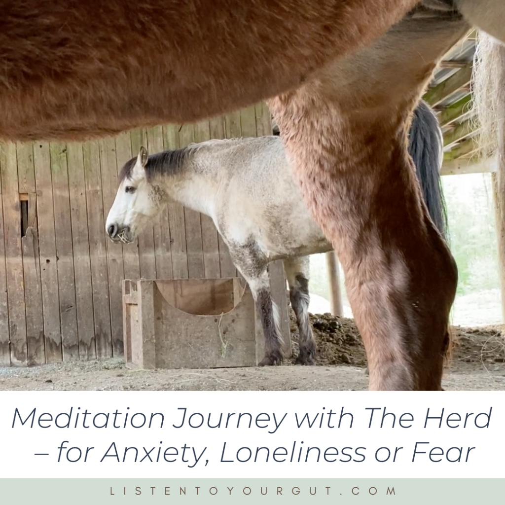 Meditation with Horses for Anxiety, Loneliness or Fear